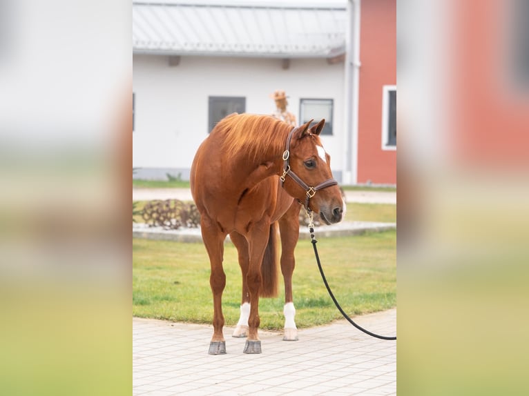 American Quarter Horse Ruin 10 Jaar 151 cm Roodvos in Tuntenhausen