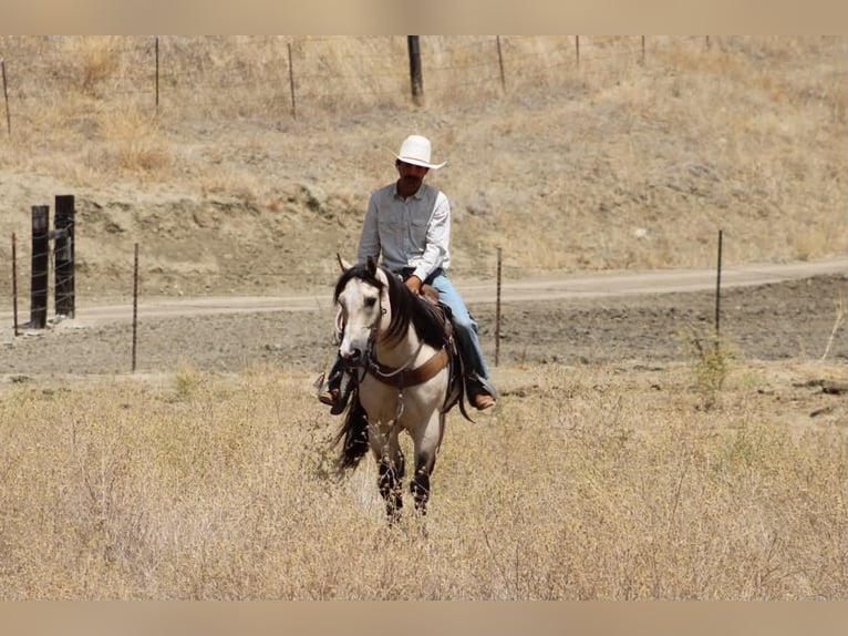 American Quarter Horse Ruin 10 Jaar 152 cm Buckskin in Tres Pinos