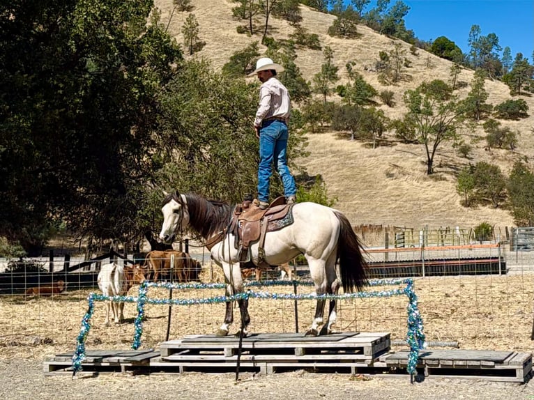 American Quarter Horse Ruin 10 Jaar 152 cm Buckskin in Tres Pinos