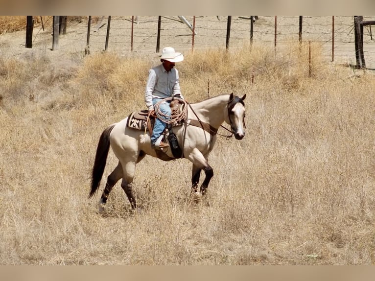 American Quarter Horse Ruin 10 Jaar 152 cm Buckskin in Tres Pinos