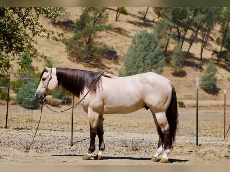 American Quarter Horse Ruin 10 Jaar 152 cm Buckskin in Tres Pinos