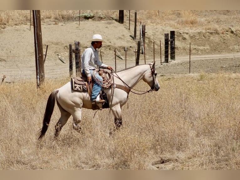 American Quarter Horse Ruin 10 Jaar 152 cm Buckskin in Tres Pinos