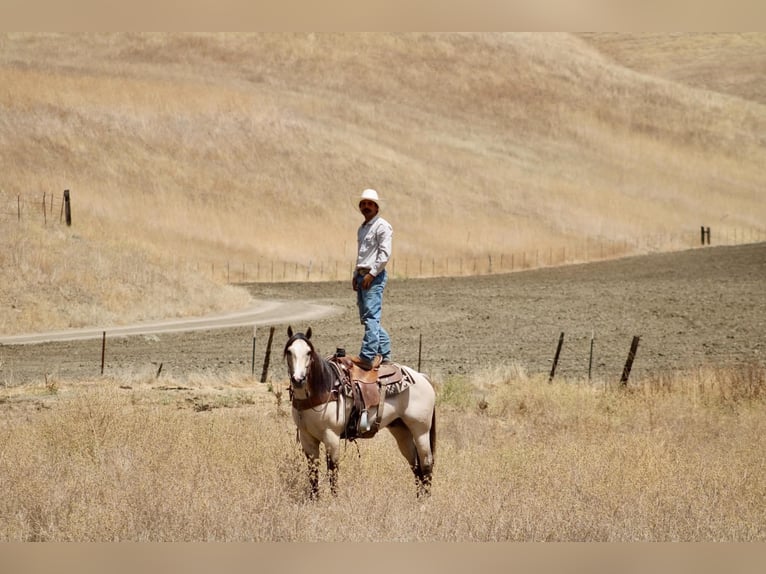 American Quarter Horse Ruin 10 Jaar 152 cm Buckskin in Tres Pinos