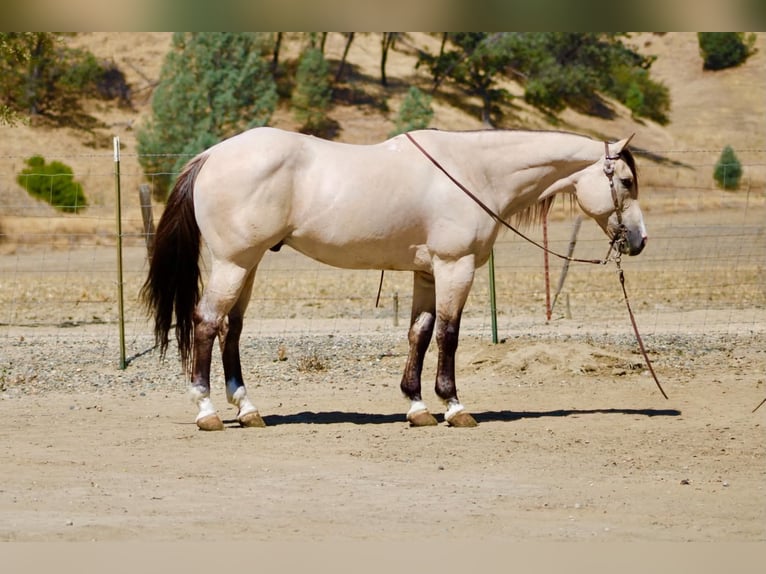 American Quarter Horse Ruin 10 Jaar 152 cm Buckskin in Tres Pinos
