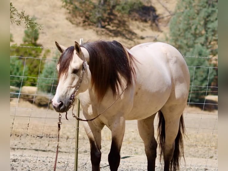 American Quarter Horse Ruin 10 Jaar 152 cm Buckskin in Tres Pinos
