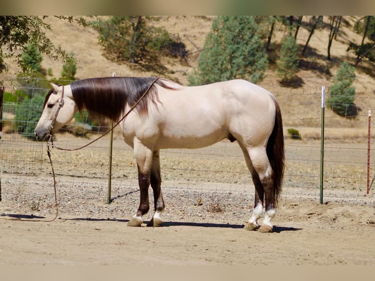 American Quarter Horse Ruin 10 Jaar 152 cm Buckskin in Tres Pinos