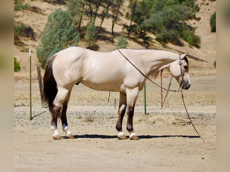 American Quarter Horse Ruin 10 Jaar 152 cm Buckskin in Tres Pinos