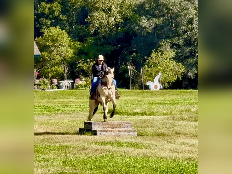 American Quarter Horse Ruin 10 Jaar 152 cm Buckskin in Tres Pinos