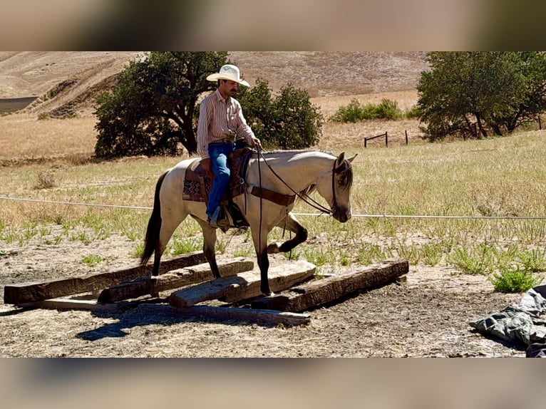 American Quarter Horse Ruin 10 Jaar 152 cm Buckskin in Tres Pinos
