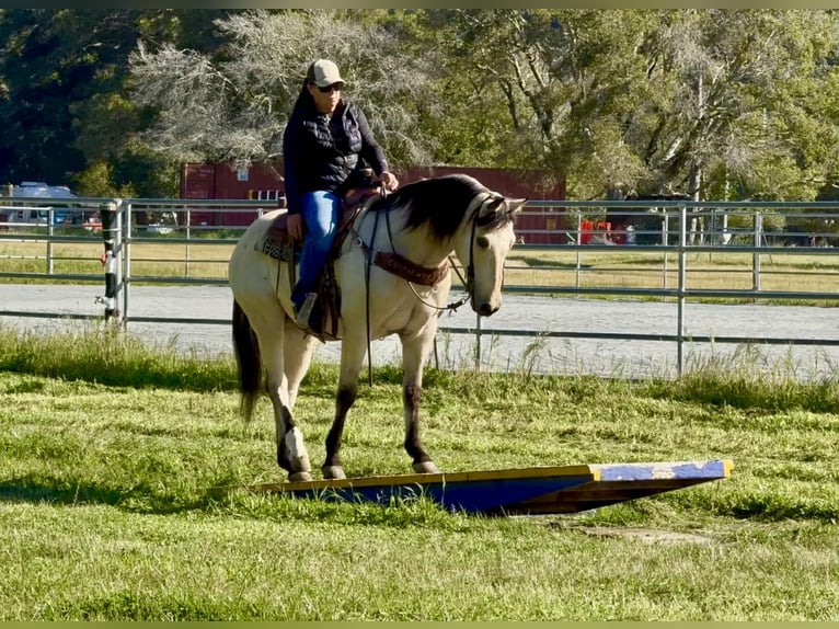 American Quarter Horse Ruin 10 Jaar 152 cm Buckskin in Tres Pinos