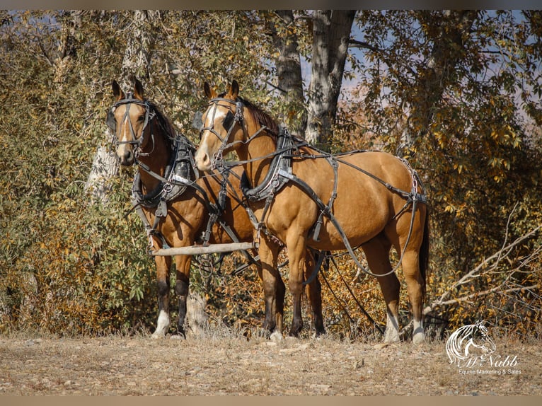 American Quarter Horse Ruin 10 Jaar 152 cm Buckskin in Cody WY