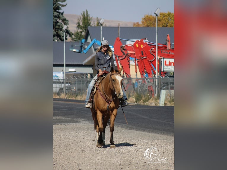 American Quarter Horse Ruin 10 Jaar 152 cm Buckskin in Cody WY