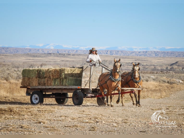 American Quarter Horse Ruin 10 Jaar 152 cm Buckskin in Cody WY