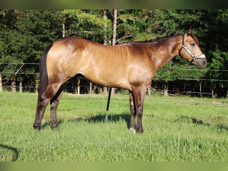 American Quarter Horse Ruin 10 Jaar 152 cm Buckskin in Brooksville