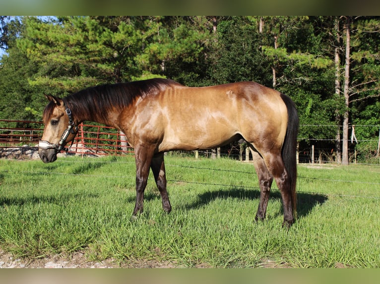 American Quarter Horse Ruin 10 Jaar 152 cm Buckskin in Brooksville