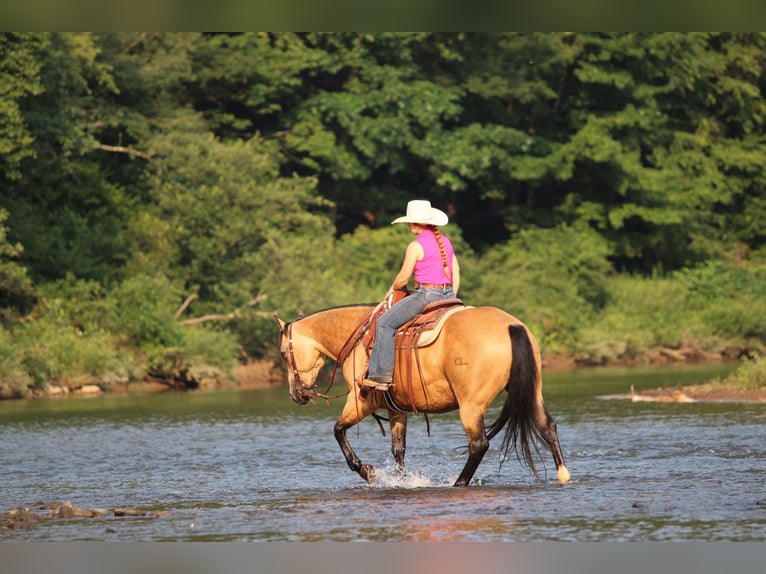 American Quarter Horse Ruin 10 Jaar 152 cm Buckskin in Clarion