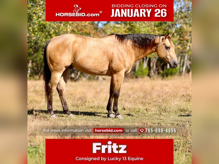 American Quarter Horse Ruin 10 Jaar 152 cm Buckskin in Mount Vernon, KY