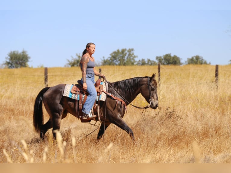 American Quarter Horse Ruin 10 Jaar 152 cm Buckskin in Pleasant Grove CA