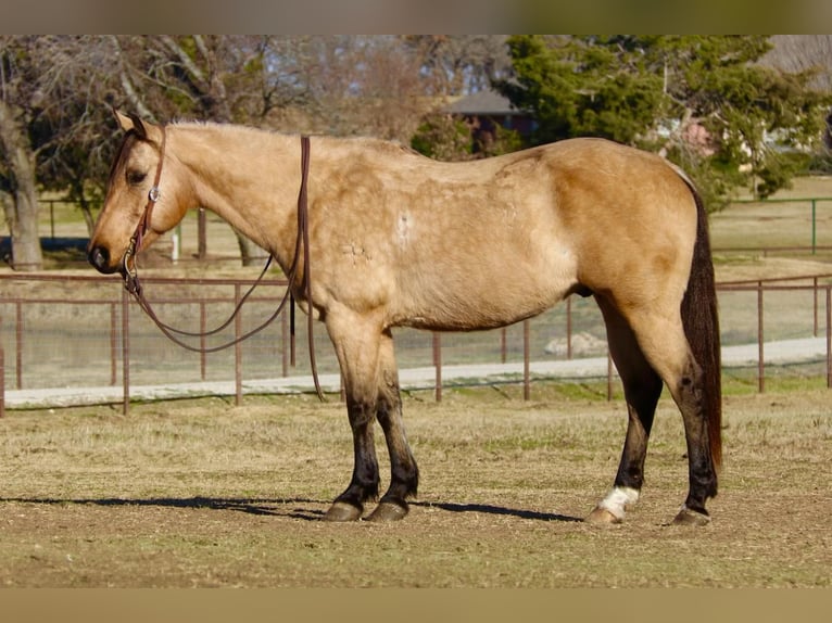 American Quarter Horse Ruin 10 Jaar 152 cm Buckskin in Joshua, TX