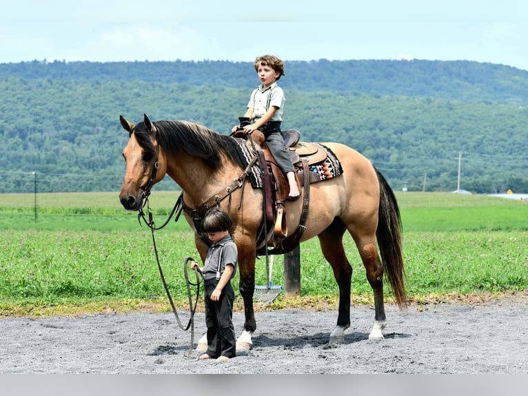 American Quarter Horse Ruin 10 Jaar 152 cm Buckskin in Rebersburg