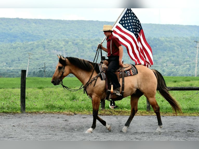American Quarter Horse Ruin 10 Jaar 152 cm Buckskin in Rebersburg