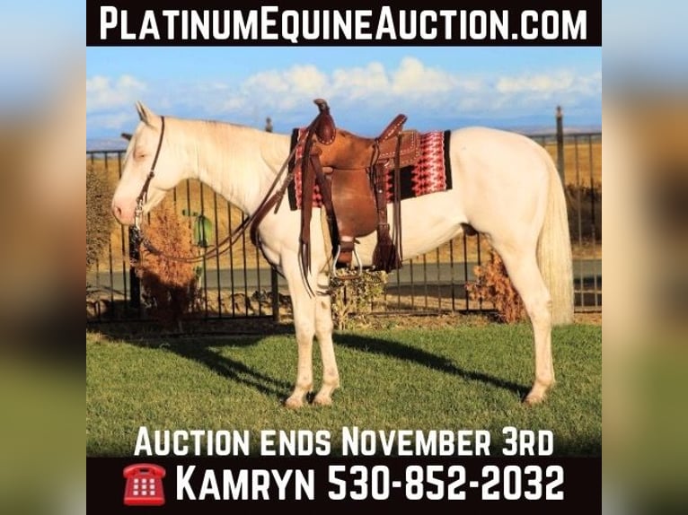 American Quarter Horse Ruin 10 Jaar 152 cm Cremello in Pleasant Grove CA