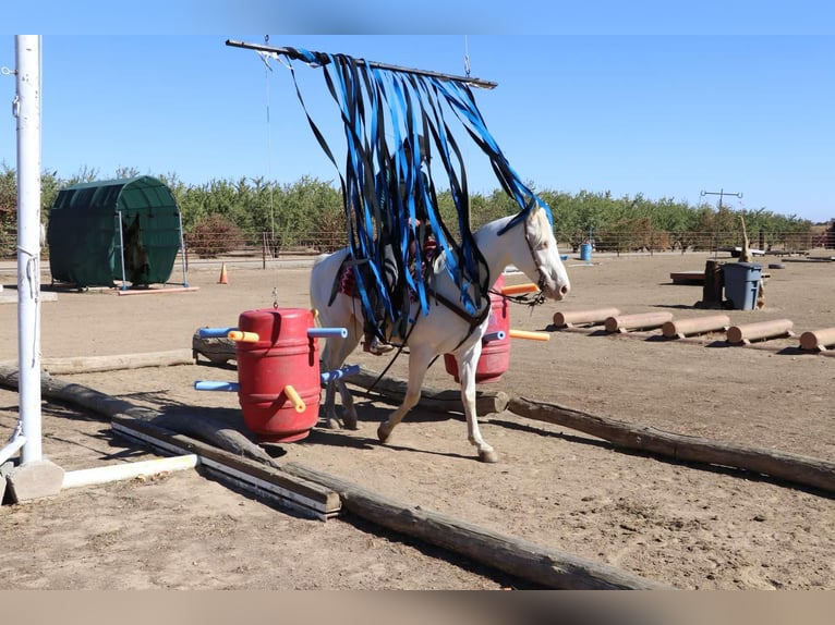 American Quarter Horse Ruin 10 Jaar 152 cm Cremello in Pleasant Grove CA