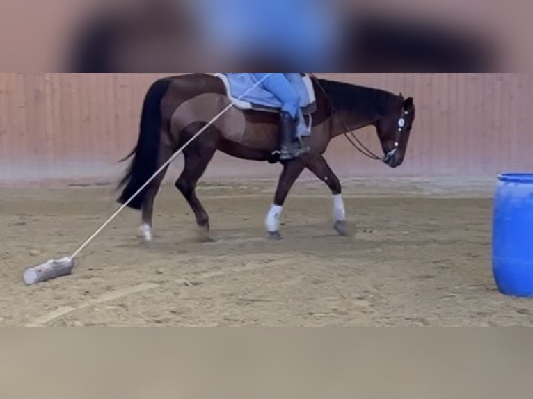 American Quarter Horse Ruin 10 Jaar 152 cm Donkere-vos in Reutlingen