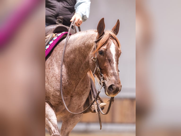 American Quarter Horse Ruin 10 Jaar 152 cm Donkere-vos in Canistota