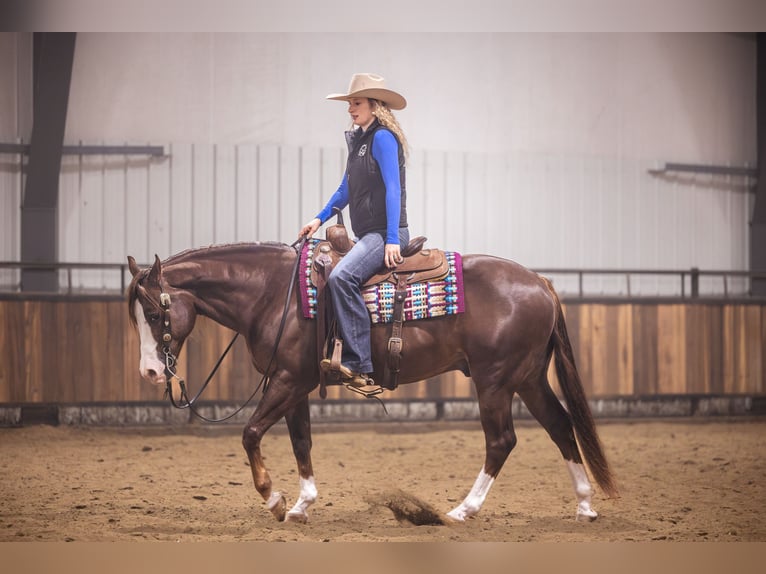 American Quarter Horse Ruin 10 Jaar 152 cm Donkere-vos in Canistota