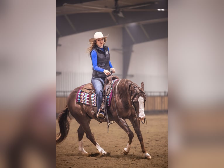 American Quarter Horse Ruin 10 Jaar 152 cm Donkere-vos in Canistota