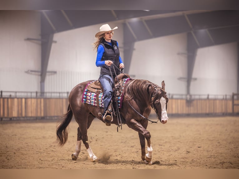 American Quarter Horse Ruin 10 Jaar 152 cm Donkere-vos in Canistota