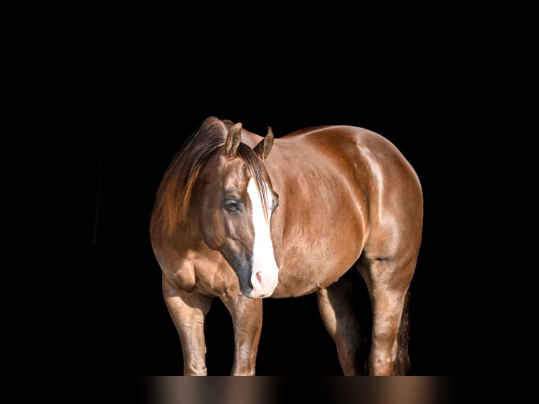 American Quarter Horse Ruin 10 Jaar 152 cm Donkere-vos in Canistota