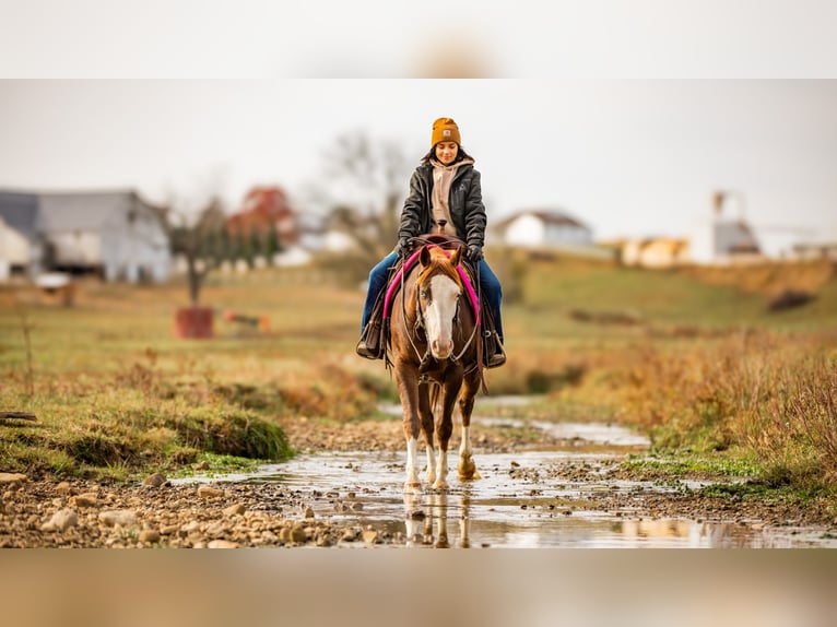 American Quarter Horse Ruin 10 Jaar 152 cm Donkere-vos in Fredericksburg, OH