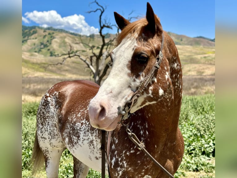 American Quarter Horse Ruin 10 Jaar 152 cm Donkere-vos in Bitterwater CA