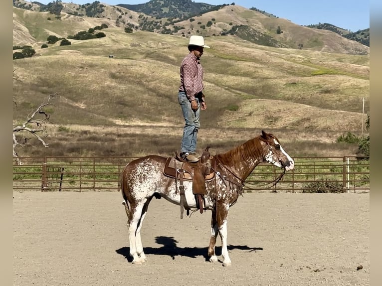 American Quarter Horse Ruin 10 Jaar 152 cm Donkere-vos in Bitterwater CA