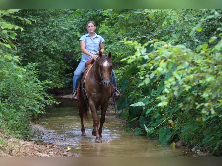 American Quarter Horse Ruin 10 Jaar 152 cm Donkere-vos in Rusk TX