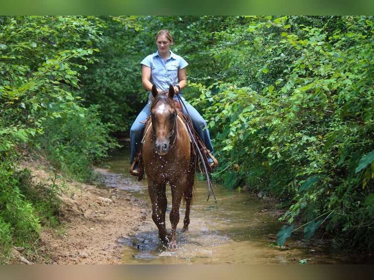 American Quarter Horse Ruin 10 Jaar 152 cm Donkere-vos in Rusk TX