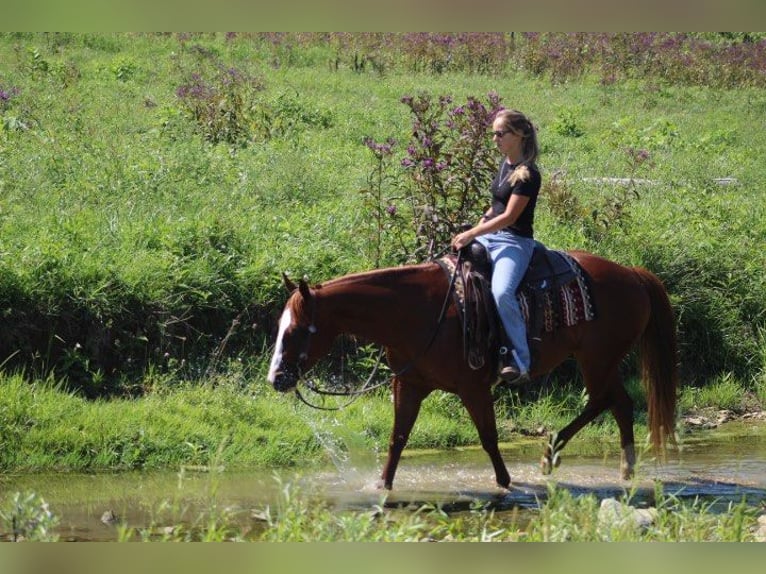 American Quarter Horse Ruin 10 Jaar 152 cm Donkere-vos in Wooster OH