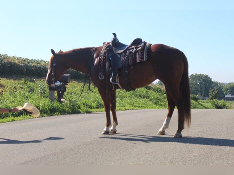 American Quarter Horse Ruin 10 Jaar 152 cm Donkere-vos in Wooster OH