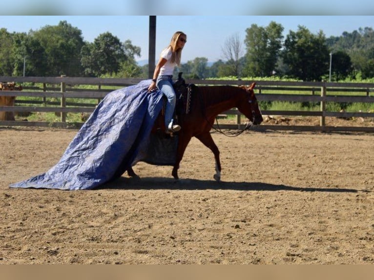 American Quarter Horse Ruin 10 Jaar 152 cm Donkere-vos in Wooster OH