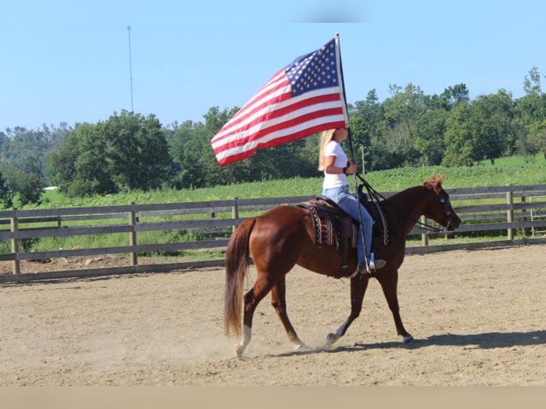 American Quarter Horse Ruin 10 Jaar 152 cm Donkere-vos in Wooster OH