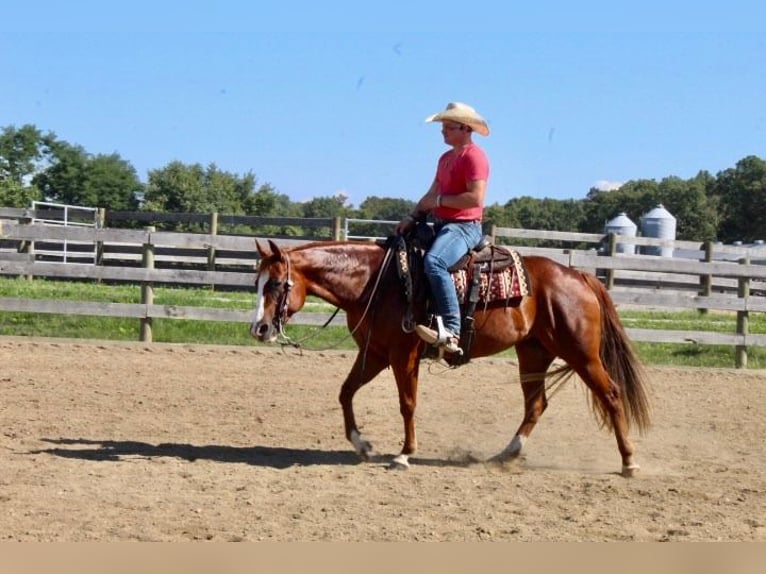 American Quarter Horse Ruin 10 Jaar 152 cm Donkere-vos in Wooster OH