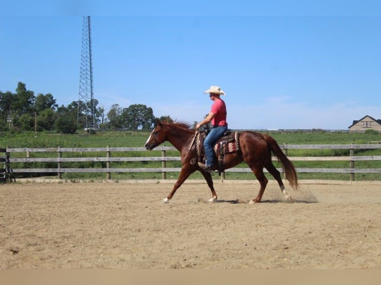 American Quarter Horse Ruin 10 Jaar 152 cm Donkere-vos in Wooster OH