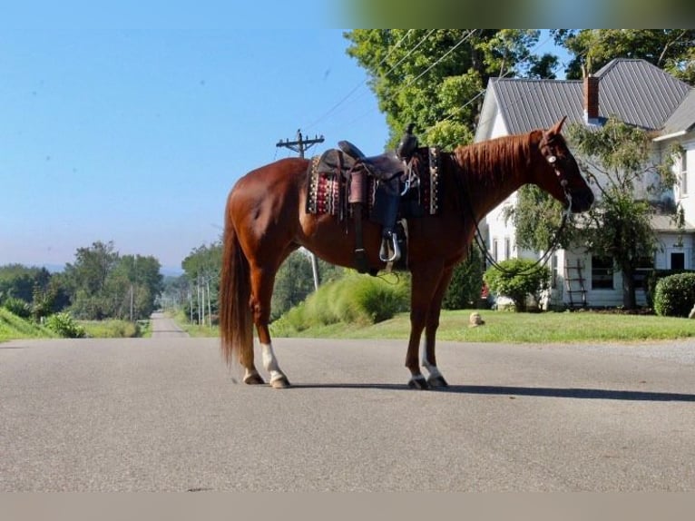 American Quarter Horse Ruin 10 Jaar 152 cm Donkere-vos in Wooster OH