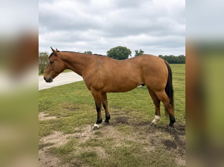 American Quarter Horse Ruin 10 Jaar 152 cm Falbe in Arlington