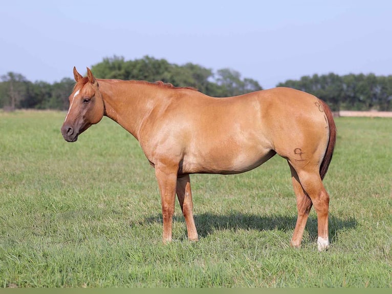 American Quarter Horse Ruin 10 Jaar 152 cm Falbe in Adair OK