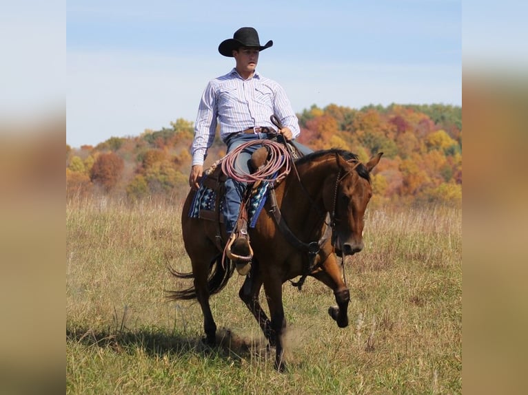 American Quarter Horse Ruin 10 Jaar 152 cm Falbe in Brodhead Ky