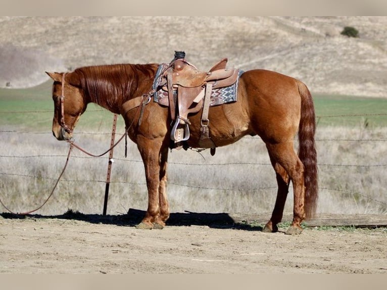 American Quarter Horse Ruin 10 Jaar 152 cm Falbe in Paicines CA