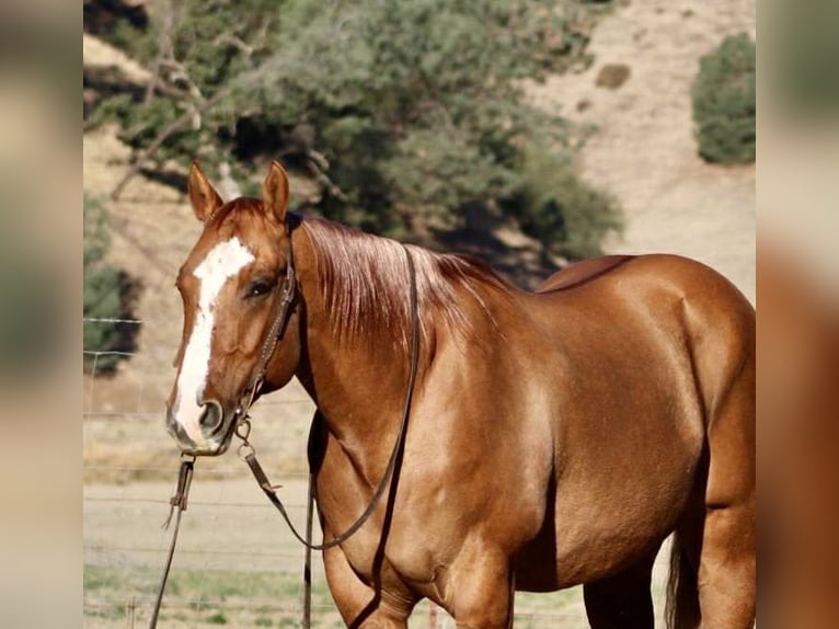 American Quarter Horse Ruin 10 Jaar 152 cm Falbe in Paicines CA